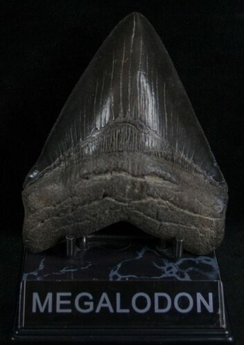 Gorgeous Upper Megalodon Tooth #7107